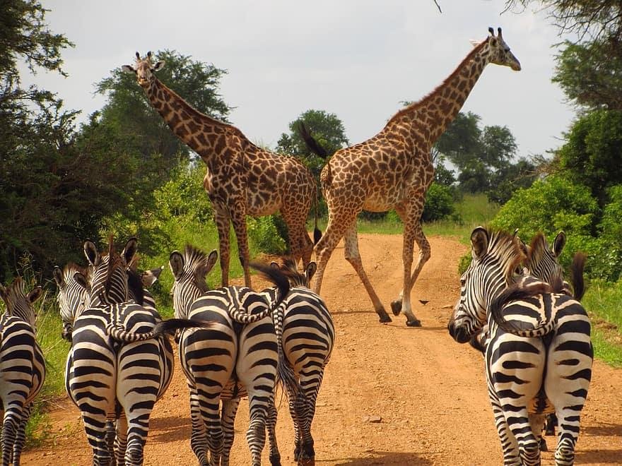 Morning Game Drive – Mikumi National Park - LITTLE LION TOURS AND SAFARIS Wildlife During a Morning Game Drive in Mikumi National Park Tanzania