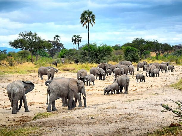 Tarangire National Park Tanzania - LITTLE LION TOURS AND SAFARIS Elephants Walking Among Ancient Baobab Trees in Tarangire National Park Tanzania