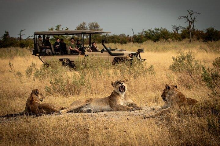 Mikumi National Park Morning Game Drive - LITTLE LION TOURS AND SAFARIS Lion and Safari Vehicle During a Game Drive in Mikumi National Park
