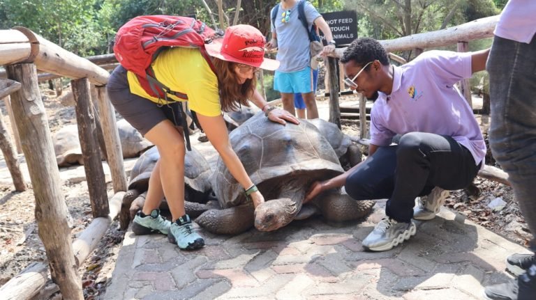 d4897634-9ee4-4bd4-863d-7bdfe5125fdc - LITTLE LION TOURS AND SAFARIS - LITTLE LION TOURS AND SAFARIS
