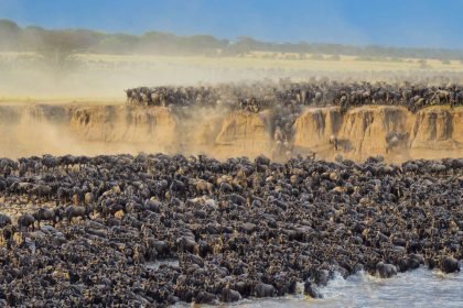 the Great Wildebeest Migration Crossing the Serengeti National Park During a Tanzania Safari