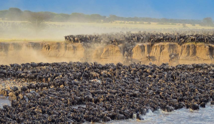 the Great Wildebeest Migration Crossing the Serengeti National Park During a Tanzania Safari