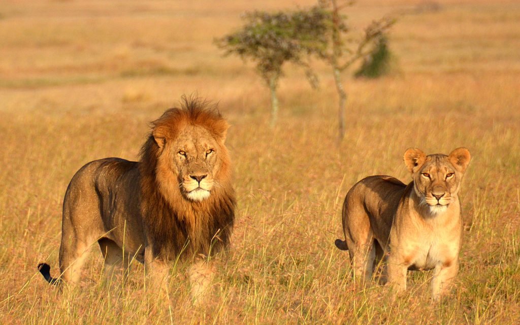 tanzania-safari-lions-LIONKINGIRL0619-1 - LITTLE LION TOURS AND SAFARIS