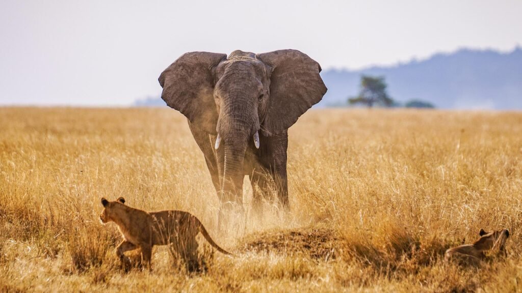 African Elephant Walking Through the Golden Savannah Grass in Serengeti National Park Tanzania
